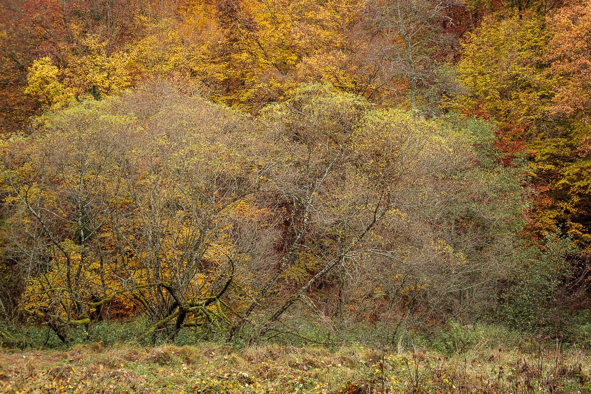 willows along the Schaich creek in autumn