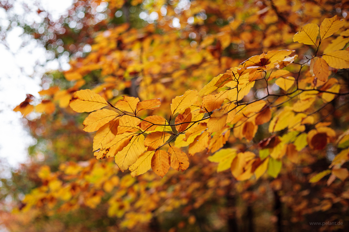 Herbstlicher Rotbuchenzweig (Fagus sylvatica)