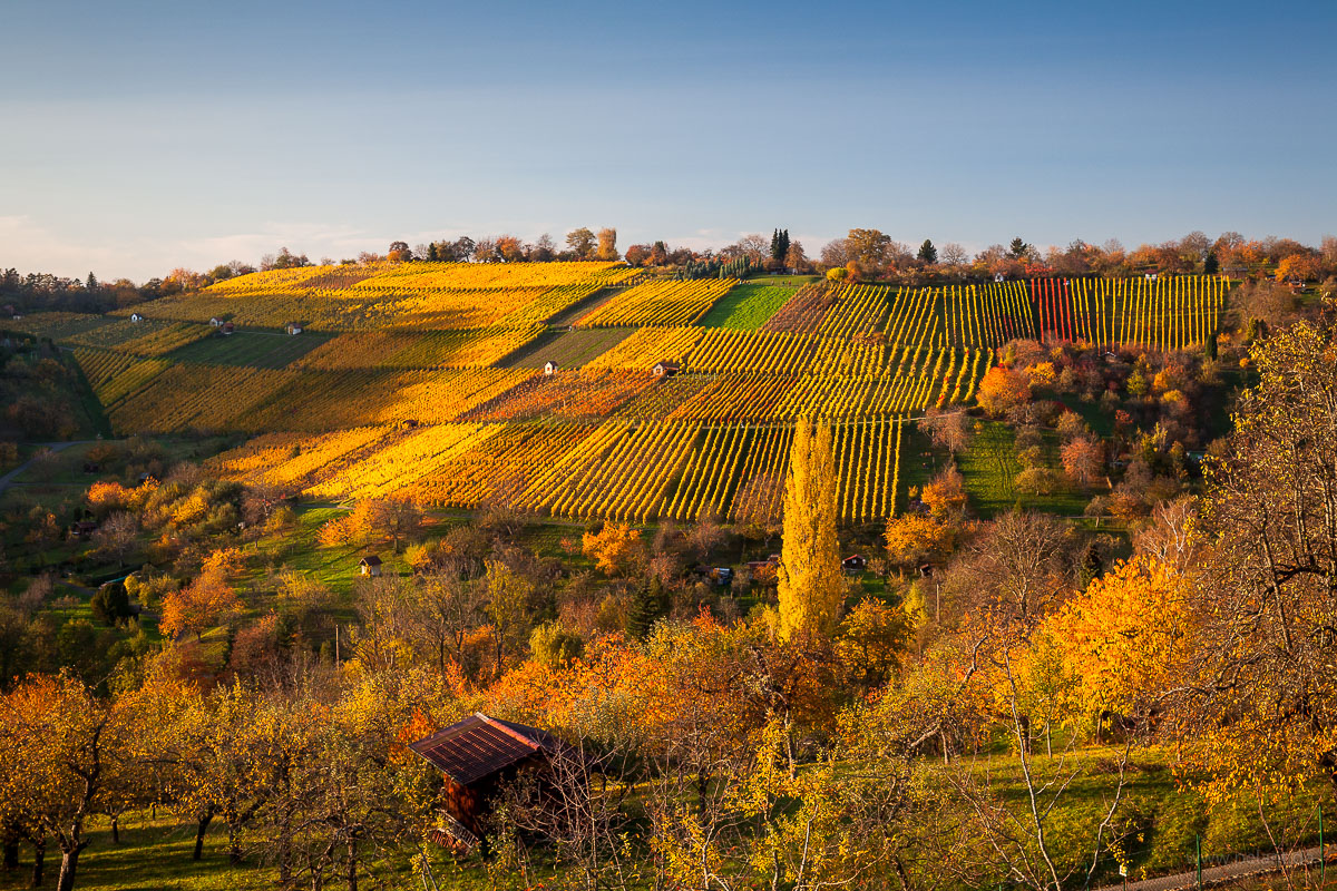 Metzingen vineyards in autumn