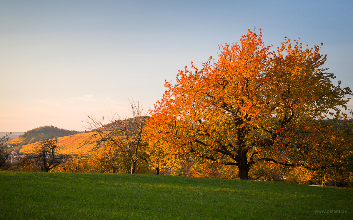 Herbstlicher Kischbaum im Ermstal bei Dettingen