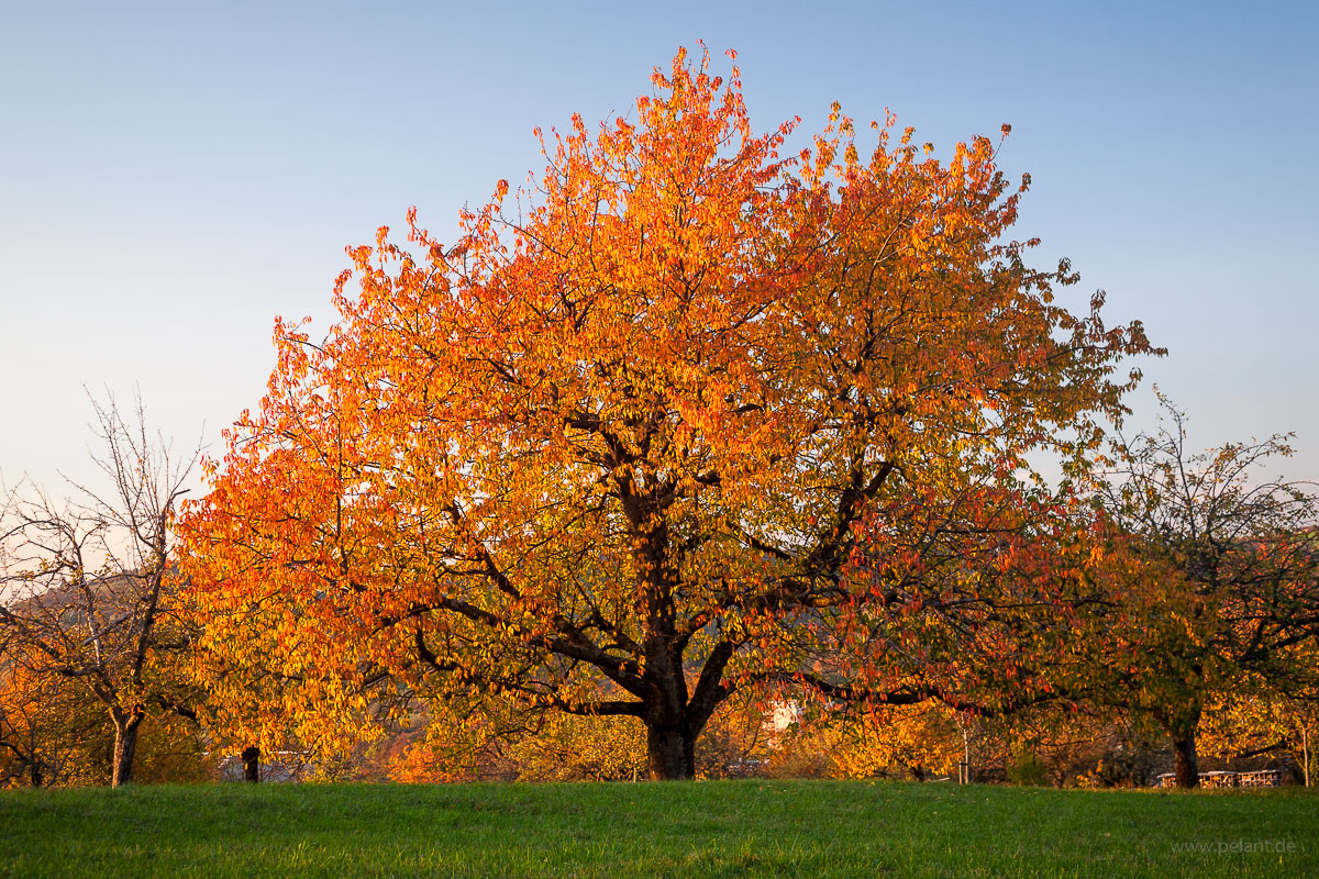 cherry tree in autumn with red-orange foliage and blue sky