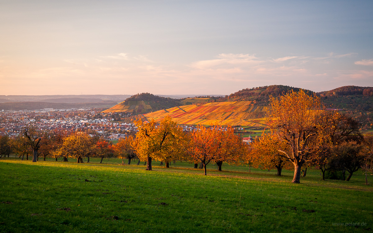 cherry tree orchard in autumn near Dettingen/Erms with Metzingen vineyards in the background