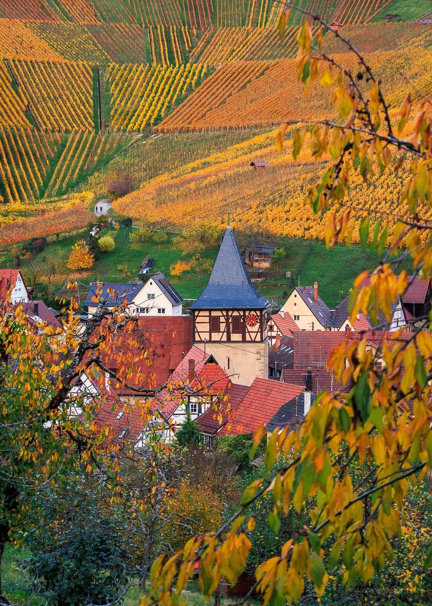 Weinstadt Strmpfelbach im Herbst mit verfrbten Weinbergen