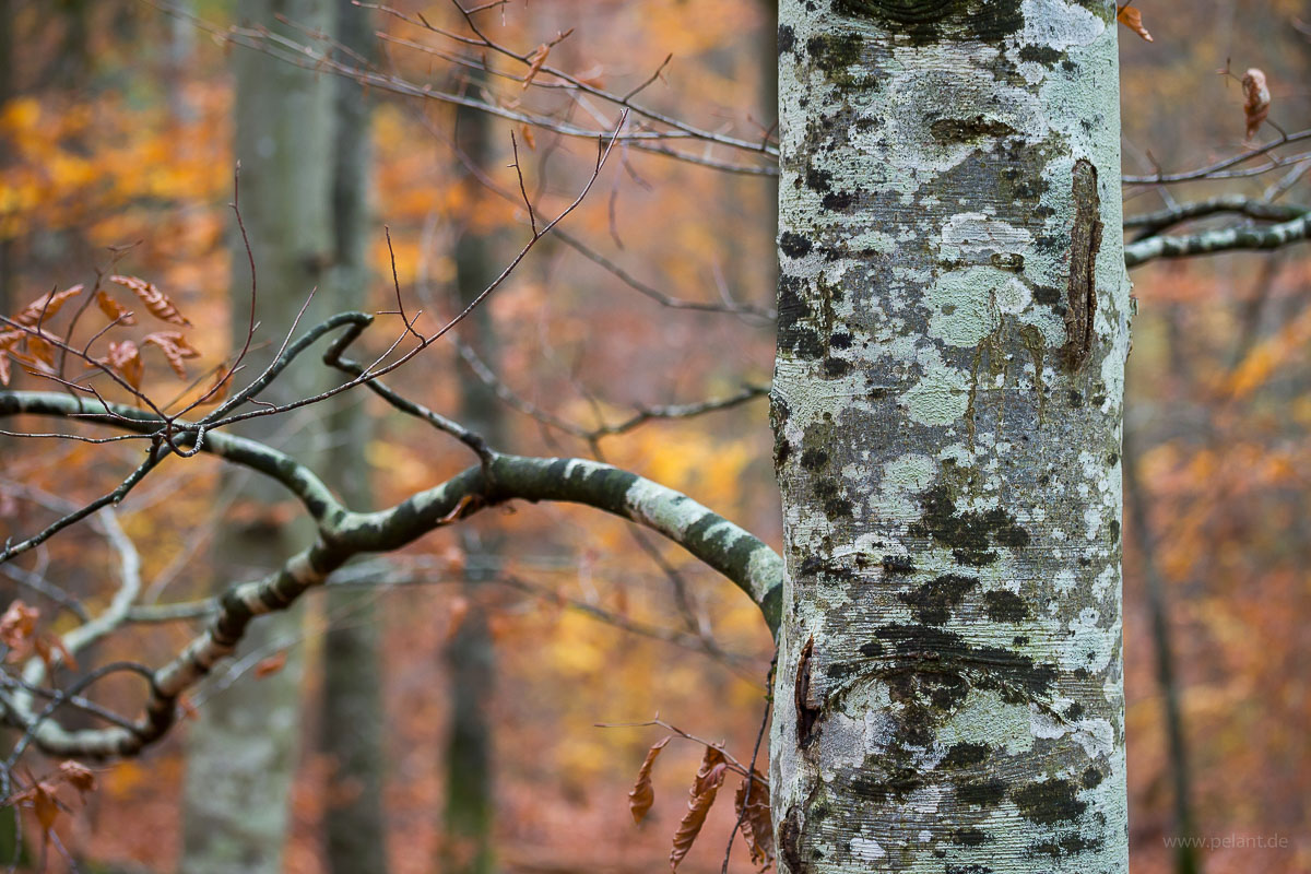 tree trunk of common beech (Fagus sylvatica) with lichen