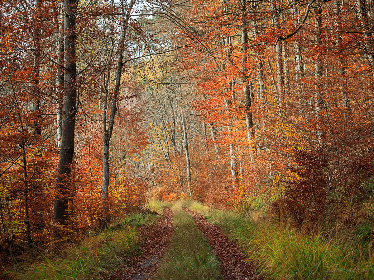 autumn forest track in the Schnbuch forest
