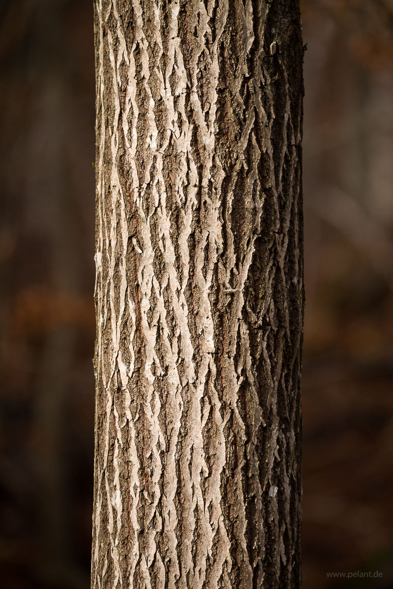 tree trunk of goat willow (Salix caprea)