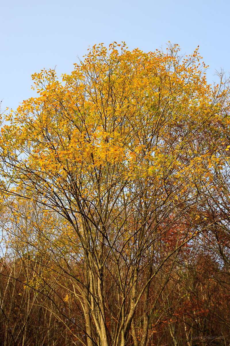 Salix caprea (goat willow) in autumn