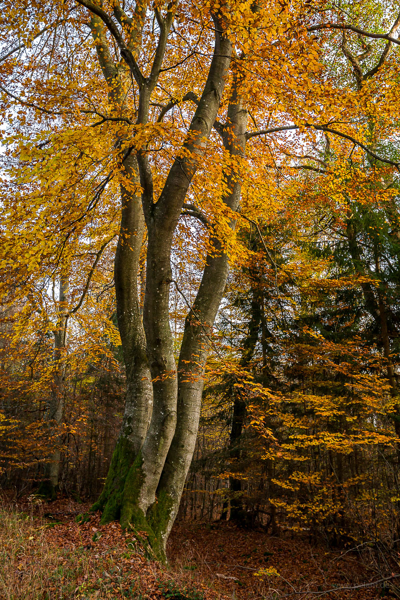 common beech (Fagus sylvatica) with 3 trunks in autumn
