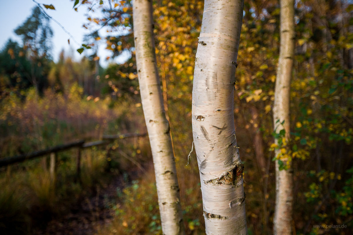 3 white birch trunks in autumn