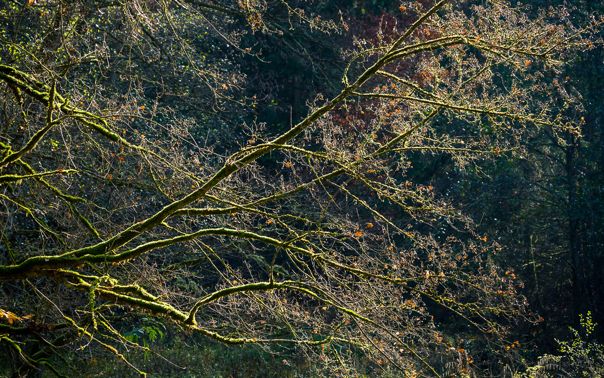backlit field maple branches with moss cover