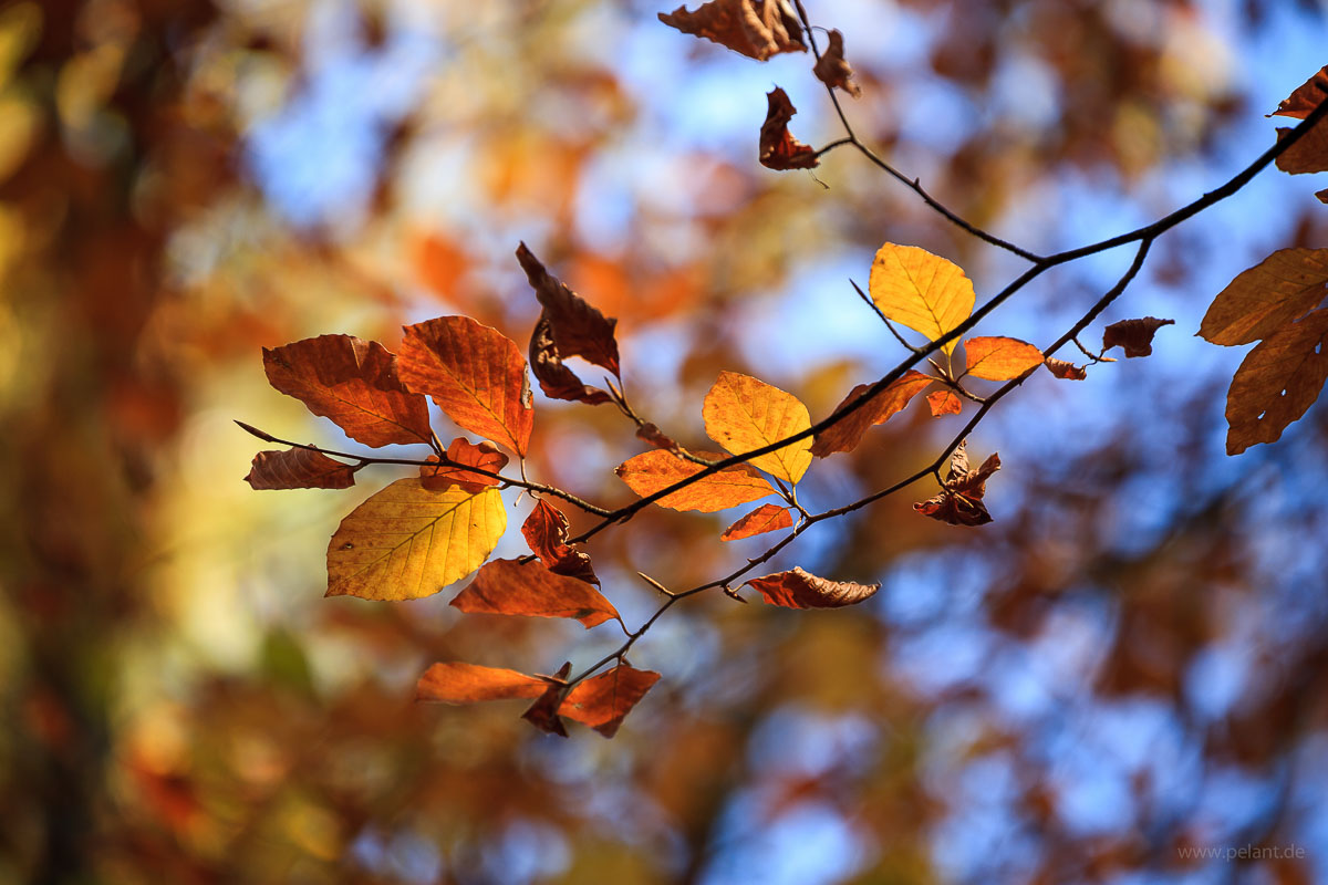 Zweig einer Rotbuche mit verfrbten Blttern und unscharfem Hintegrund im Herbst