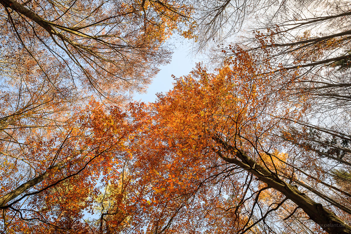 common beech autumn foliage against the sky