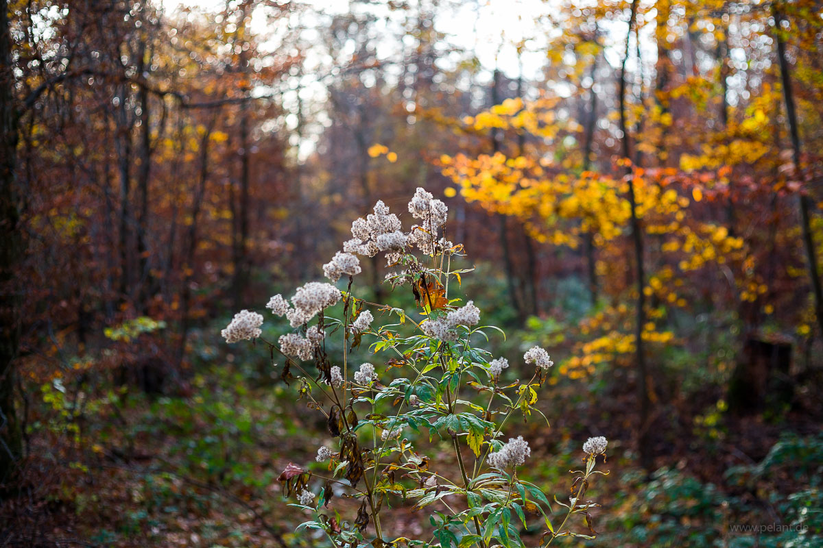 Eupatorium cannabinum seeds in autumn forest