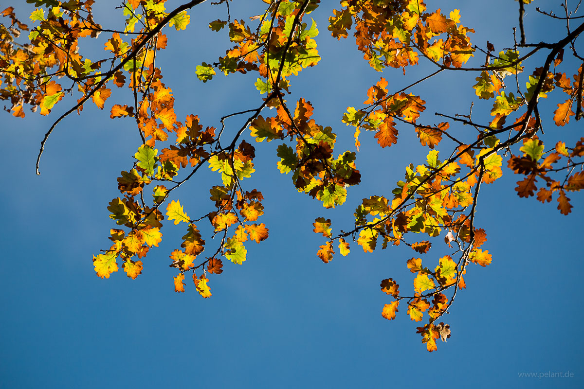 oak autumn foliage