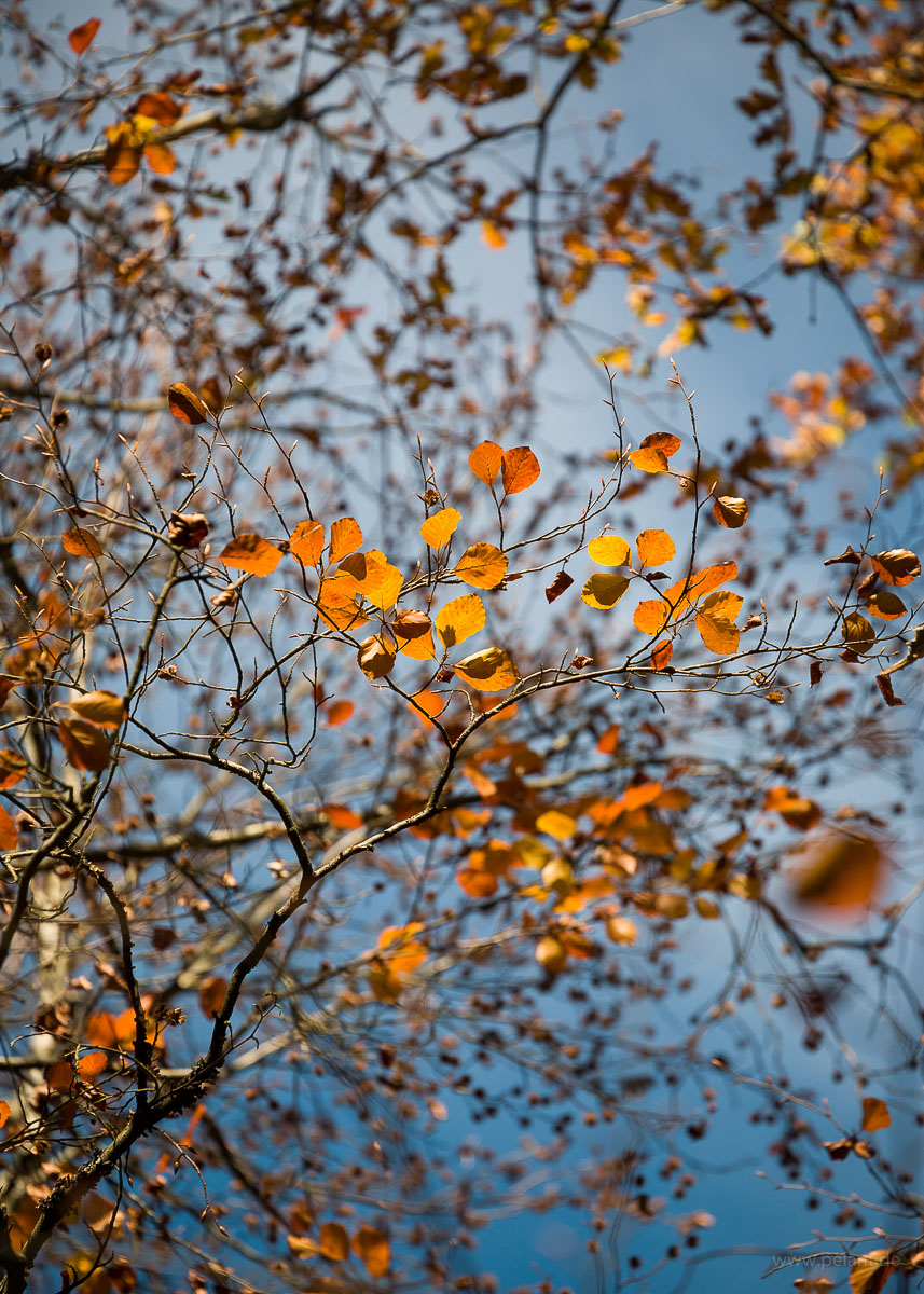common beech autumn foliage