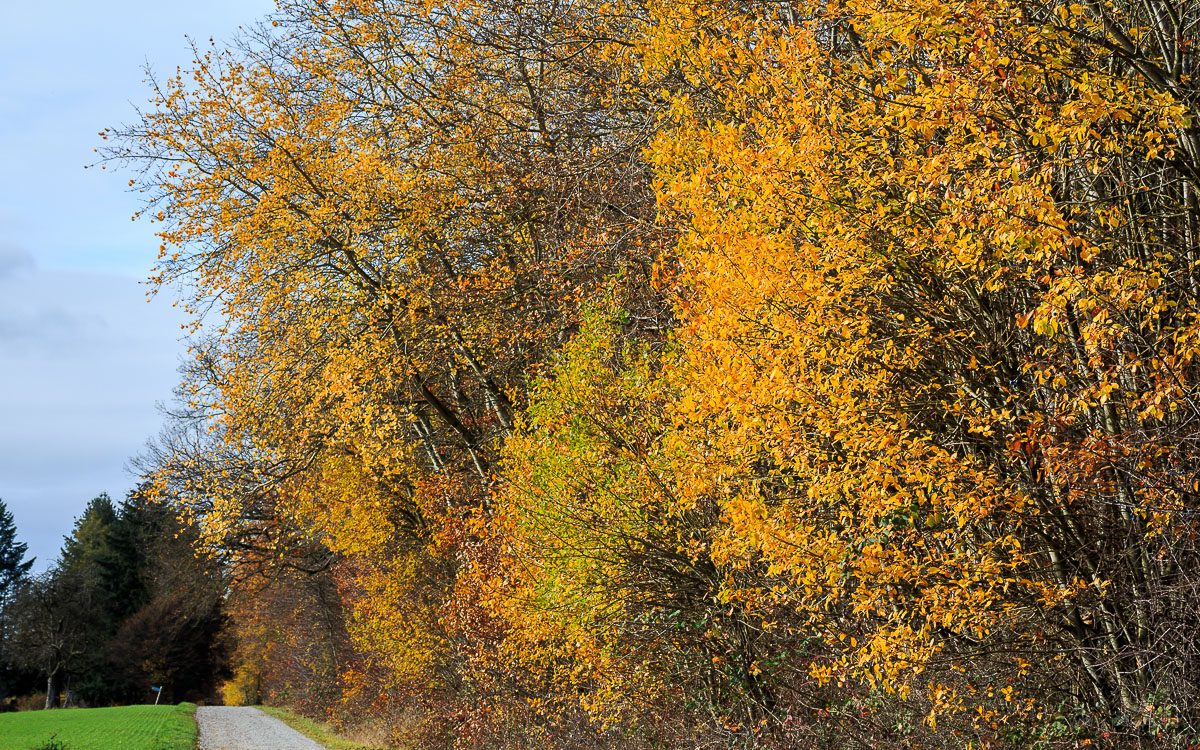 Waldrand im Herbst mit goldgelbem Laub von Salweiden und Zitterpappeln