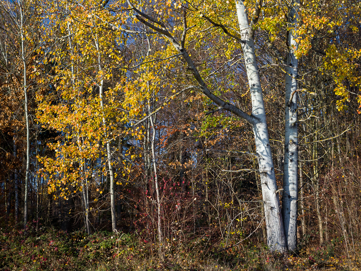 Gelbes Herbstlaub einer Zitterpappel (Populus tremula) am Waldrand