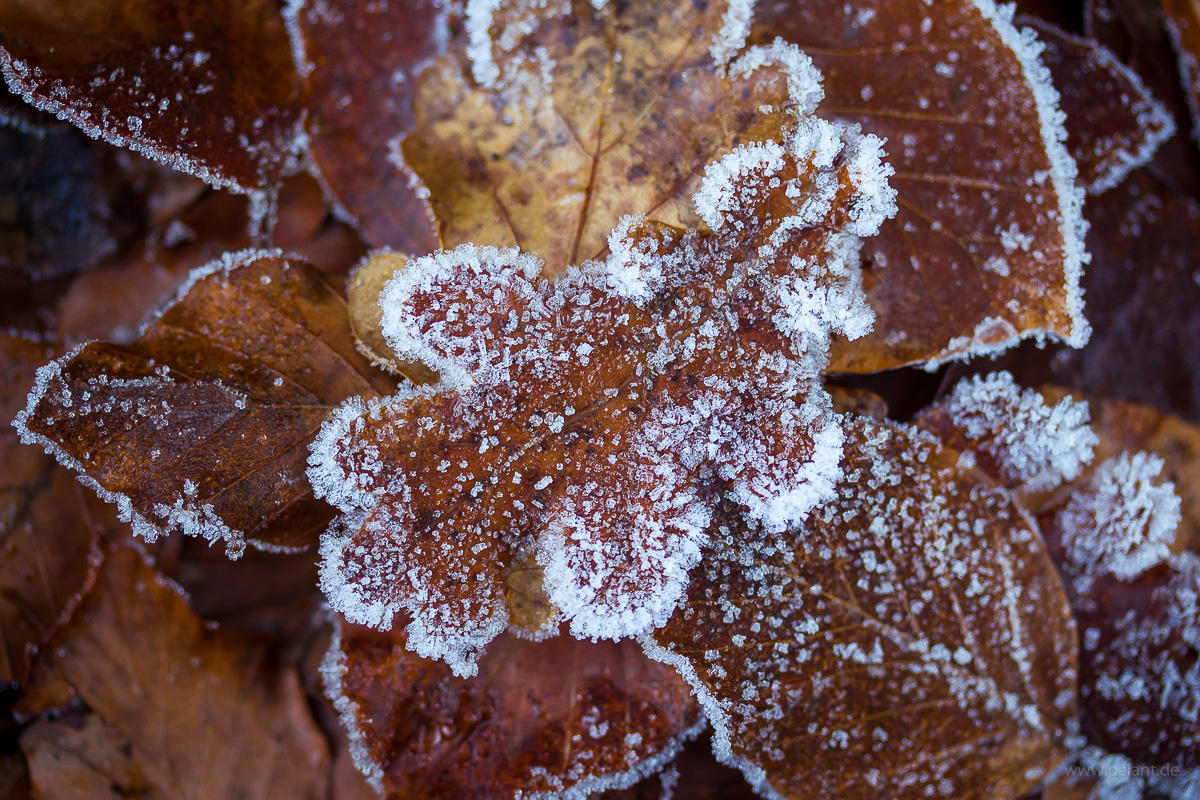oak leaf with frost