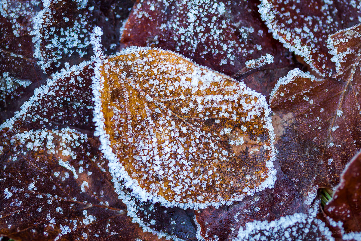 autumn goat willow leaf with frost