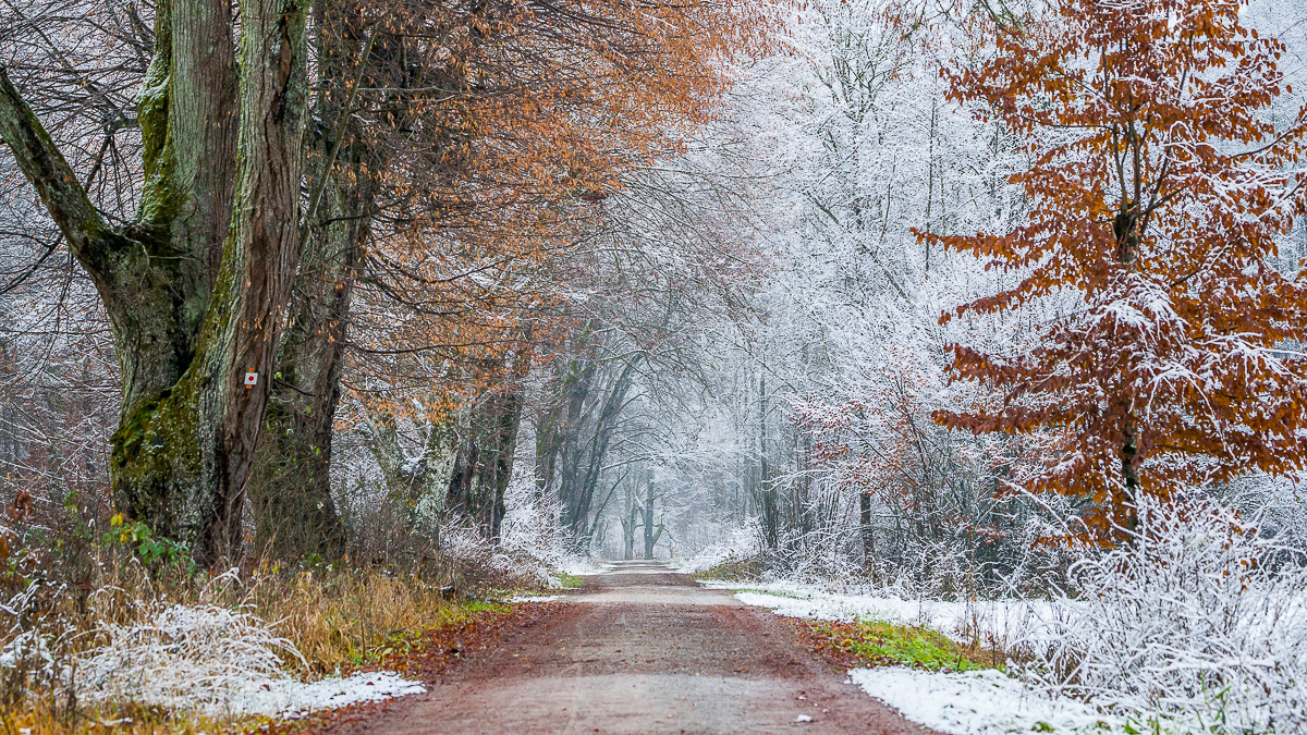 Waldweg durch das Schaichtal im Winter mit Schnee