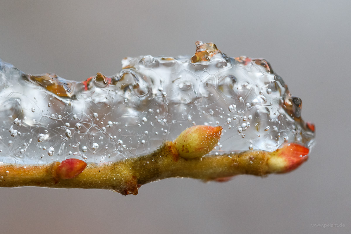 ice on a branch with buds