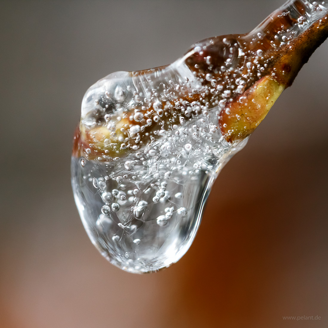 Wassertropfen mit vielen Luftblasen auf Zweigspitze mit Eis