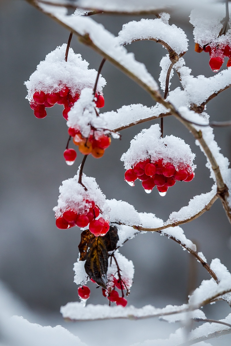 Schneebedeckte Beeren des Gewhnlichen Schneeballs