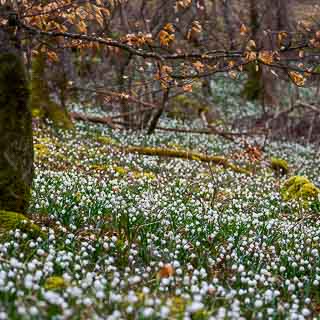 sea of flowers of Leucojum vernum in the forest