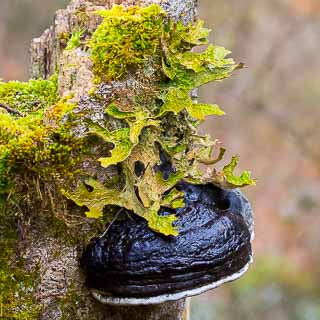 Pilz, Moos und Flechten auf einem Baumstumpf