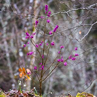 Blhender Seidelbast (Daphne mezereum) auf der Schwbischen Alb