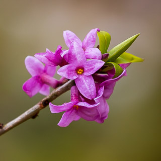 flowering Daphne mezereum