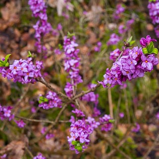 flowering Daphne mezereum shrub