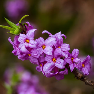 Violette Blten des Echten Seidelbasts (Daphne mezereum)
