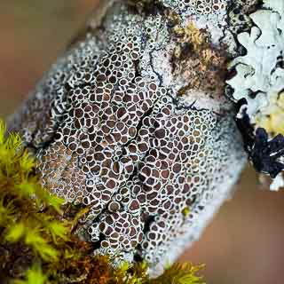 lichen