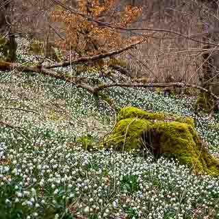 Blhende Mrzenbecher (Leucojum vernum) im Wald