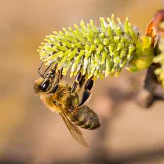 willow catkin with honey bee