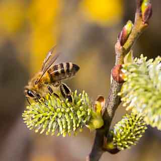 honey bee on female willow catkin (Salix caprea)