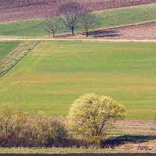 Blhende Weide in Feldlandschaft der Schwbischen Alb