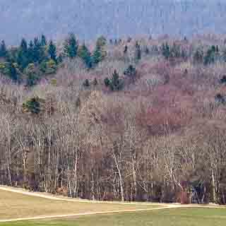 forest at the edge of the Schwbische Alb