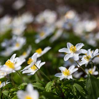 flowering Anemone nemorosa (Wood anemone)