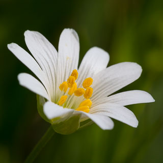 Bltennahaufnahme Groe Sternmiere (Stellaria holostea) mit unscharfem Hintergrund