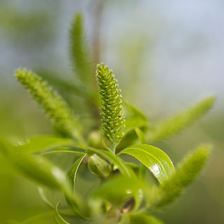 female willow catkins