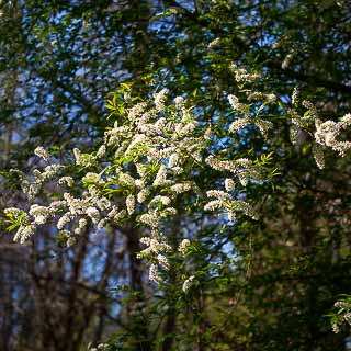 Blhende Traubenkirsche (Prunus padus)