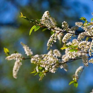 flowering bird cherry (Prunus padus)