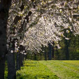 cherry blossom