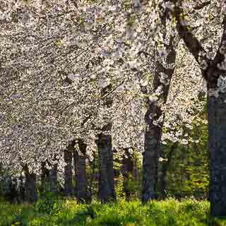 flowering cherry trees