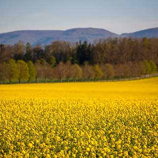 Flowering rapeseed field at Einsiedel with view of the Schwbische Alb at the horizon