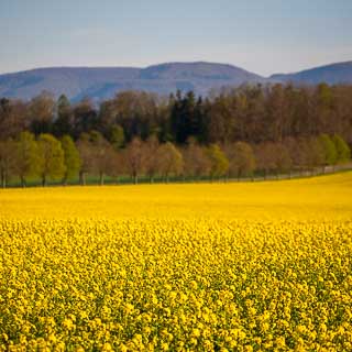 Blhendes Rapsfeld am Einsiedel mit Blick auf die Lindenallee und den Albtrauf