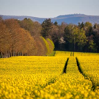 Blhendes Rapsfeld mit Fahrspuren mit Blick auf den Albtrauf