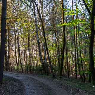 Waldweg im Schnbuch im Frhjahr mit erstem, zarten Grn